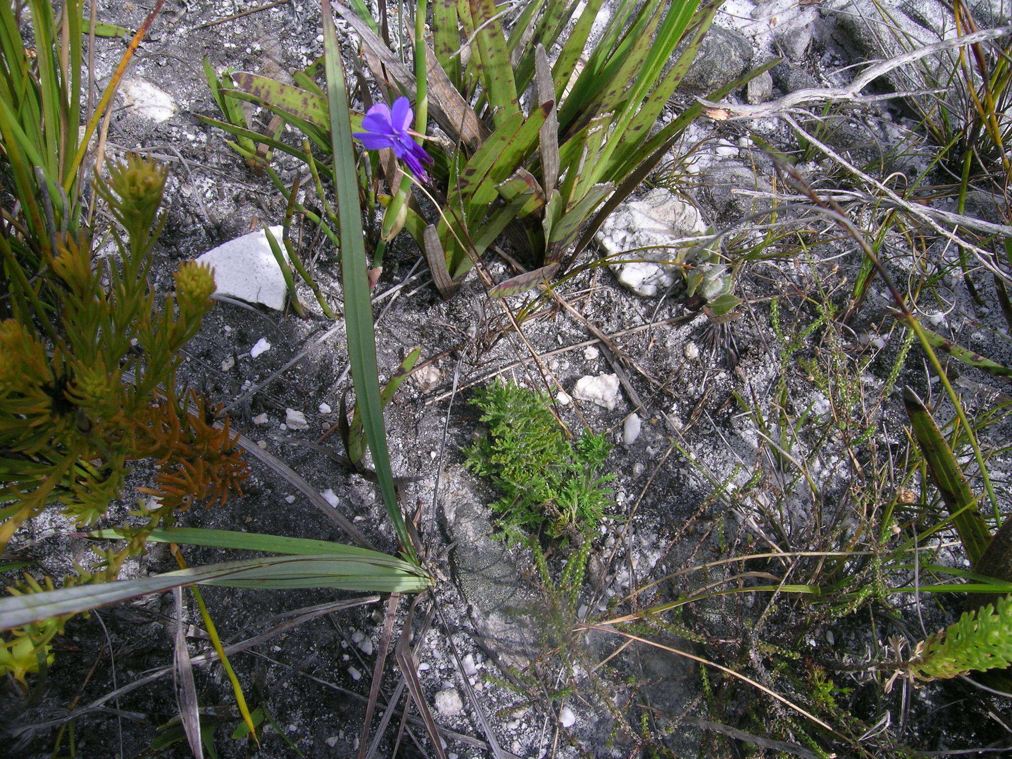 Image of Lobelia chamaepitys var. chamaepitys