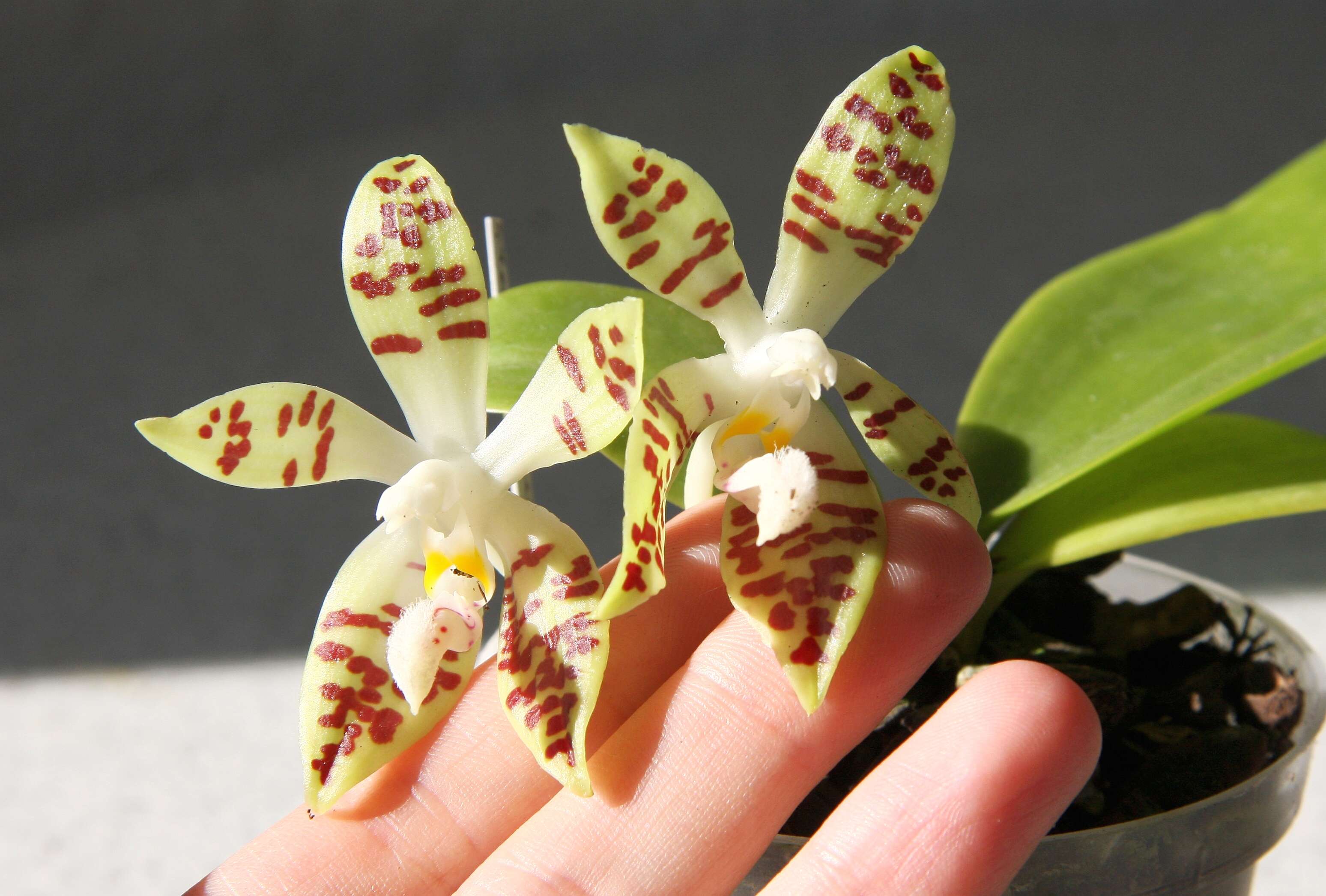 Image of Phalaenopsis sumatrana Korth. & Rchb. fil.