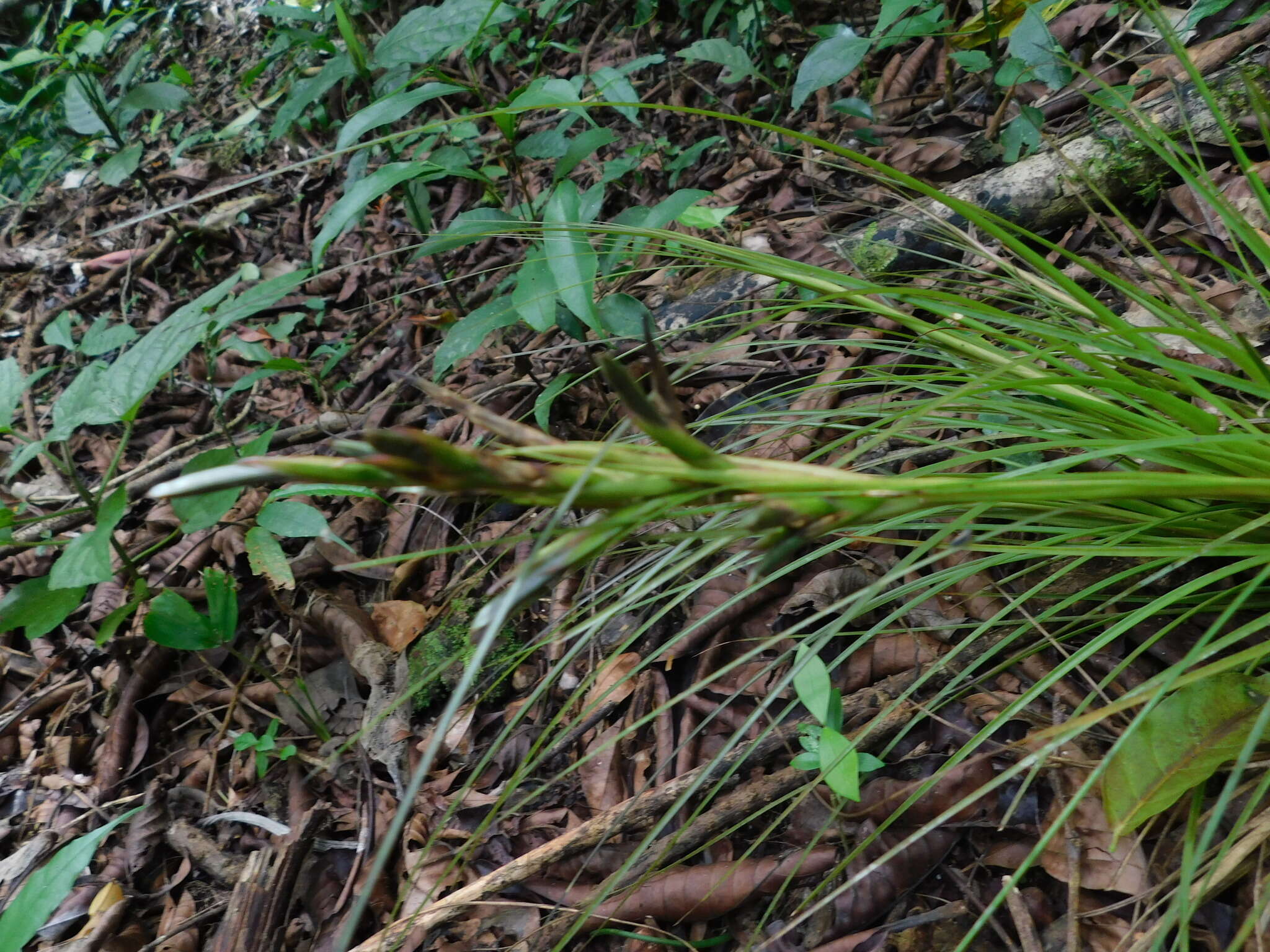 Image of Tillandsia remota Wittm.