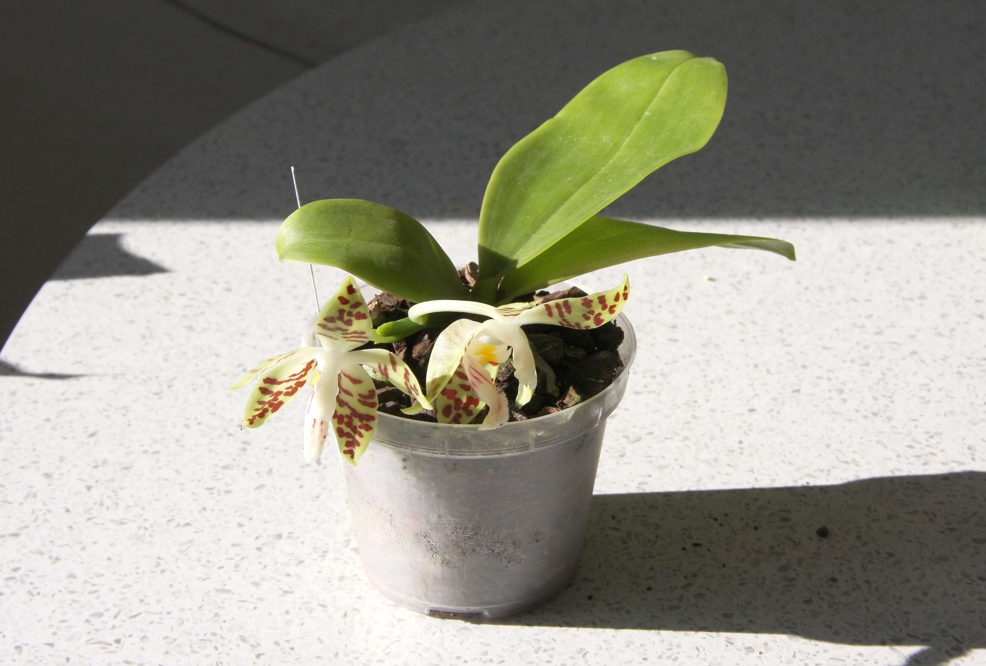 Image of Phalaenopsis sumatrana Korth. & Rchb. fil.