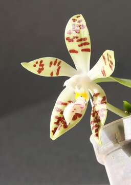 Image of Phalaenopsis sumatrana Korth. & Rchb. fil.