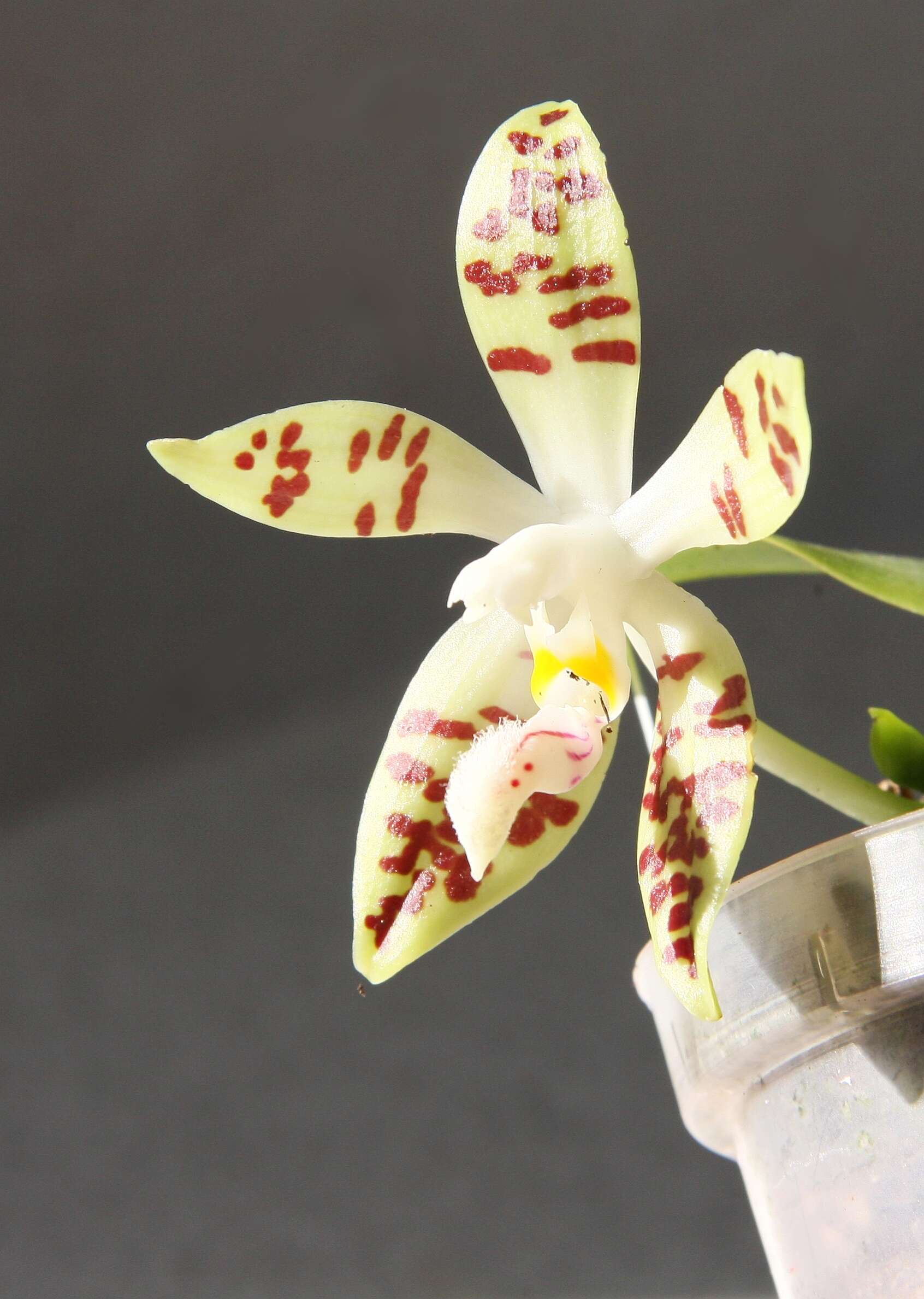 Image of Phalaenopsis sumatrana Korth. & Rchb. fil.