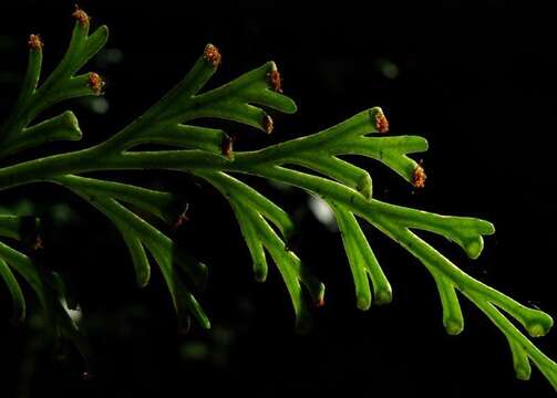 Image of Asplenium theciferum (Kunth) Mett.