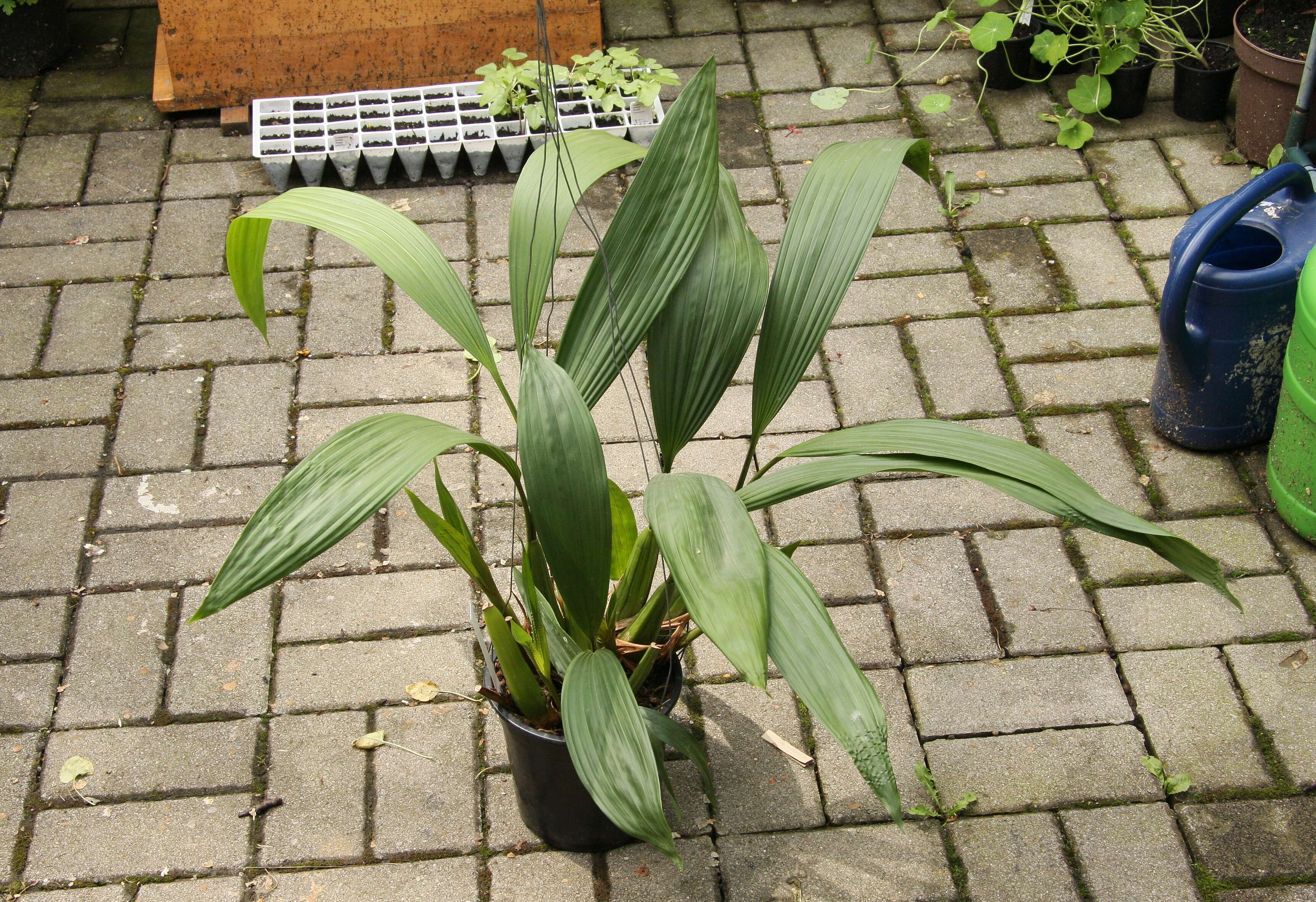 Image of Coelogyne tomentosa Lindl.