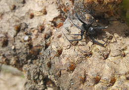 Latrodectus hesperus Chamberlin & Ivie 1935的圖片