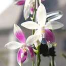 Image of Phalaenopsis tetraspis Rchb. fil.