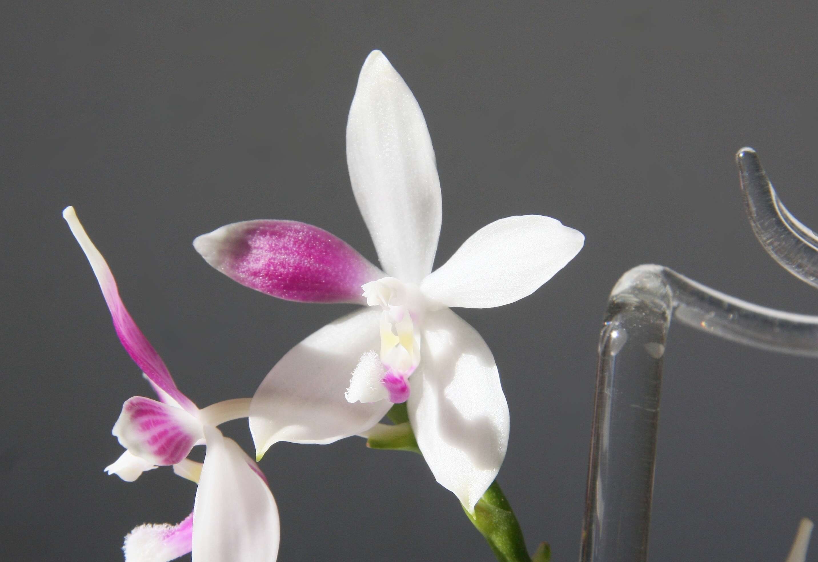 Image of Phalaenopsis tetraspis Rchb. fil.