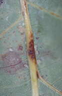 Image of Leaf Kermes