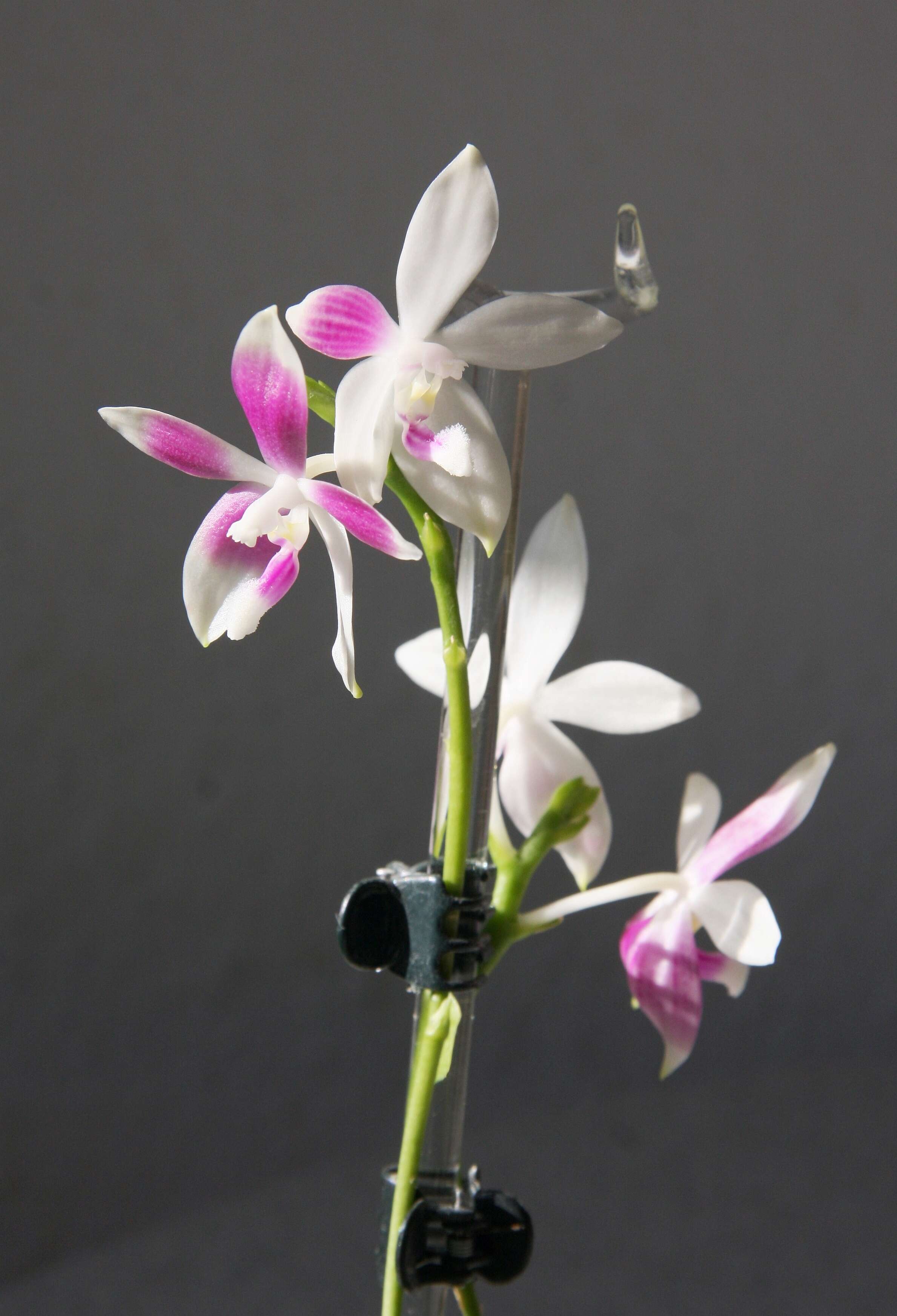 Image of Phalaenopsis tetraspis Rchb. fil.