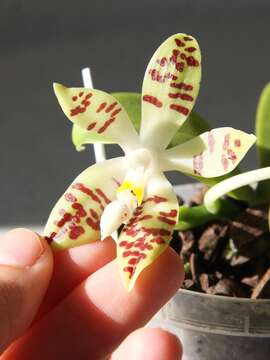 Image of Phalaenopsis sumatrana Korth. & Rchb. fil.