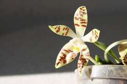 Image of Phalaenopsis sumatrana Korth. & Rchb. fil.