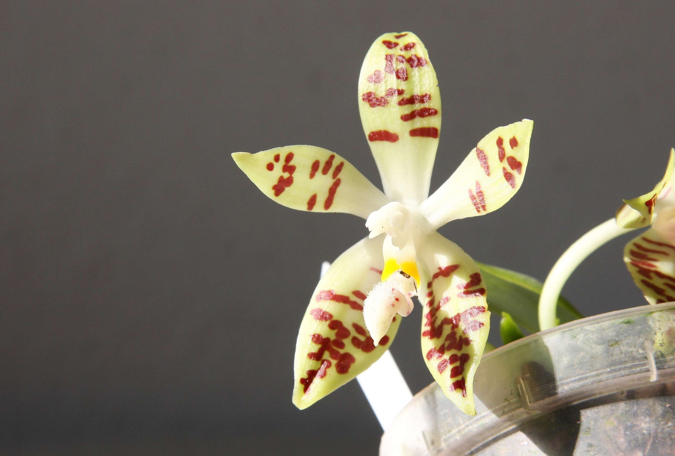 Image of Phalaenopsis sumatrana Korth. & Rchb. fil.