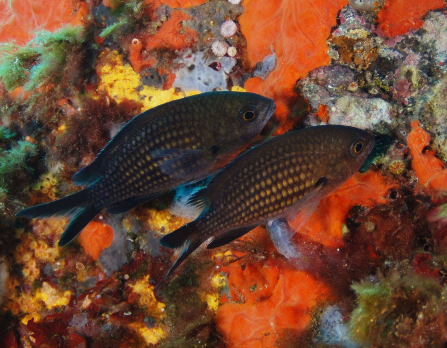 Image of Damsel fish