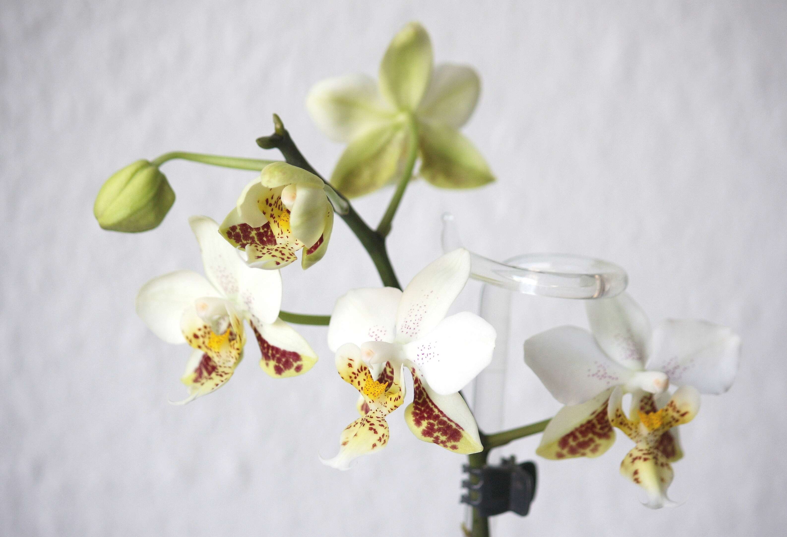 Image of Orchid