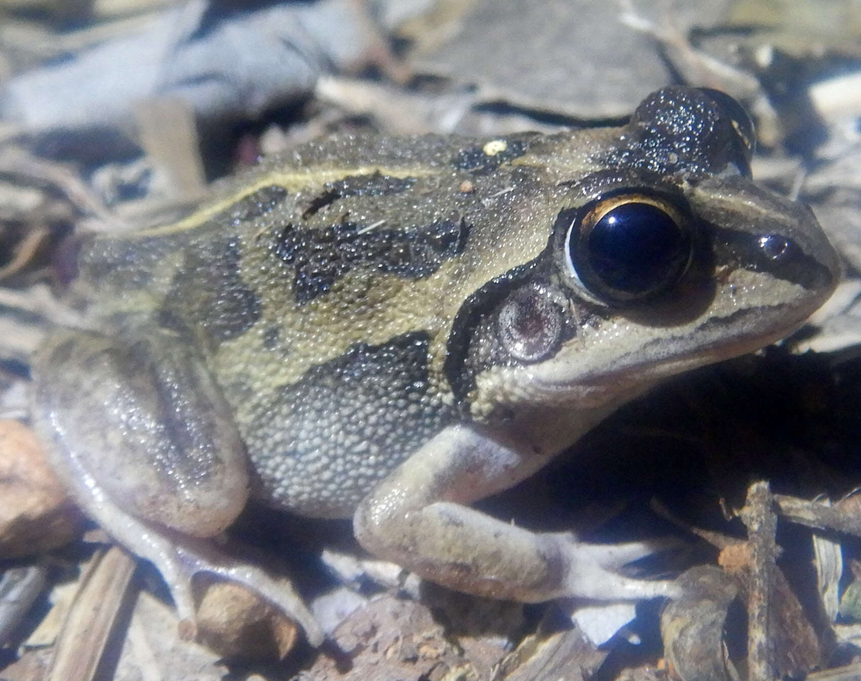 Image of Long-footed Frog