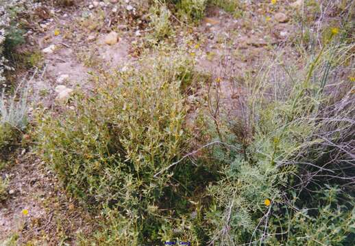 Image of Helianthemum squamatum (L.) Pers.