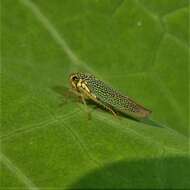 Image of Macugonalia cavifrons (Stal 1862)