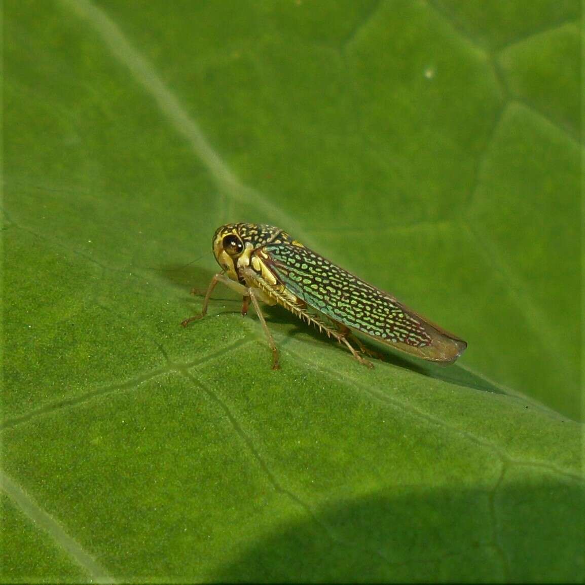 Image of Macugonalia cavifrons (Stal 1862)