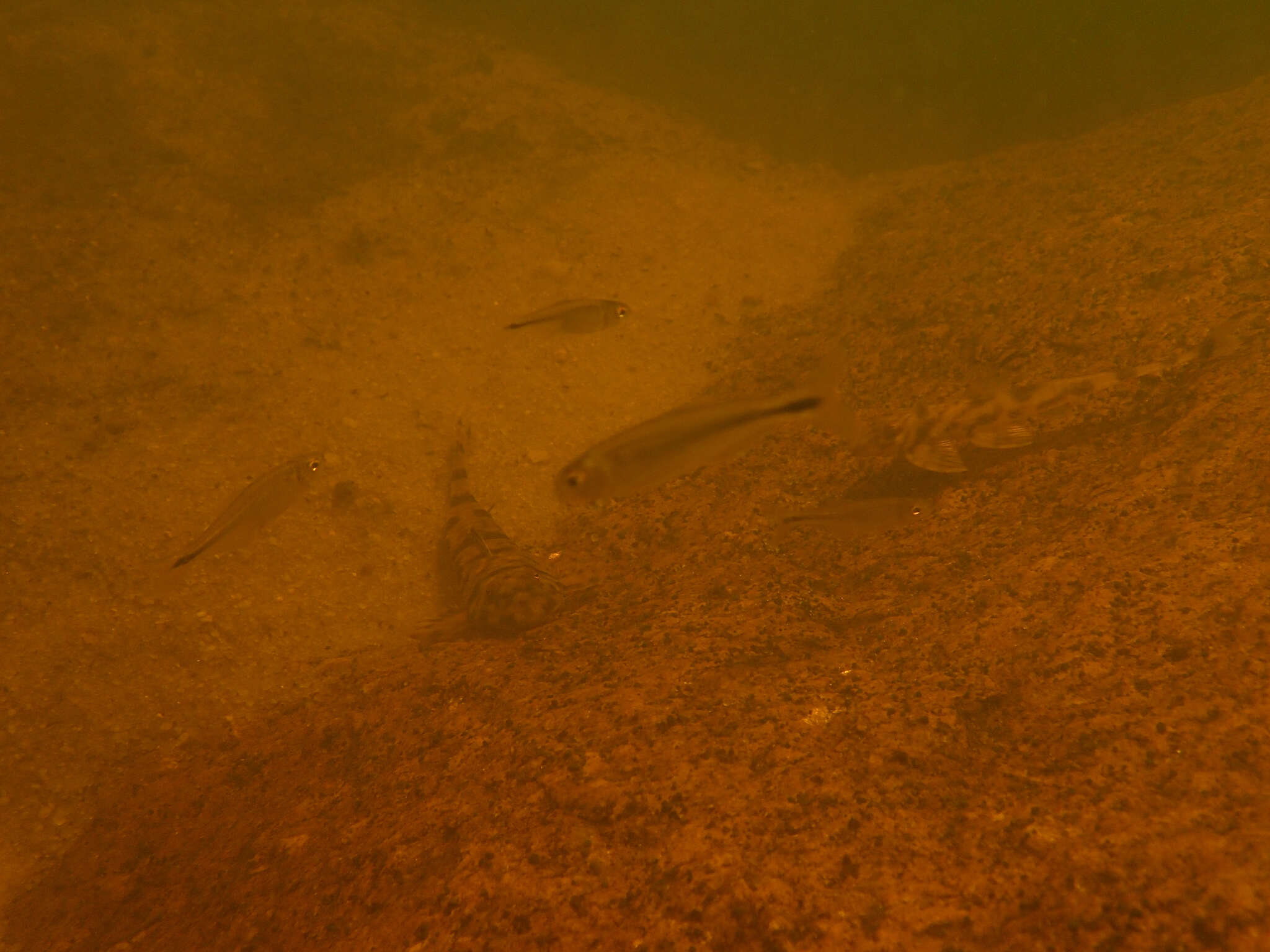 Image of Bryconamericus guyanensis Zarske, Le Bail & Géry 2010