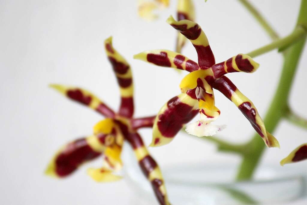 Image of Phalaenopsis mannii Rchb. fil.