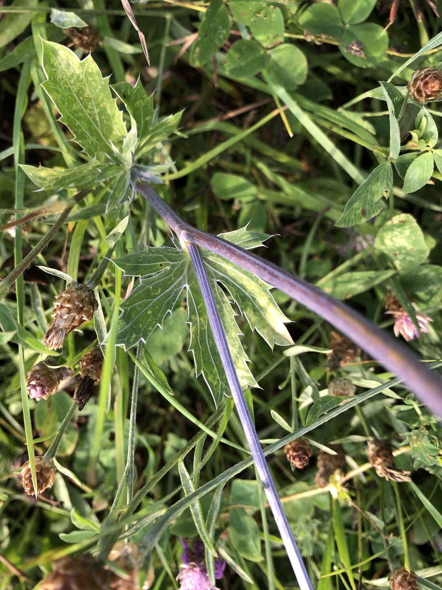 Imagem de Eryngium planum L.