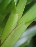Image of Agrostophyllum occidentale Schltr.