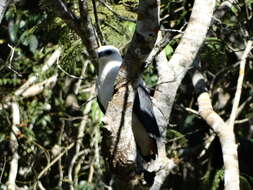 Image of Mantled Hawk