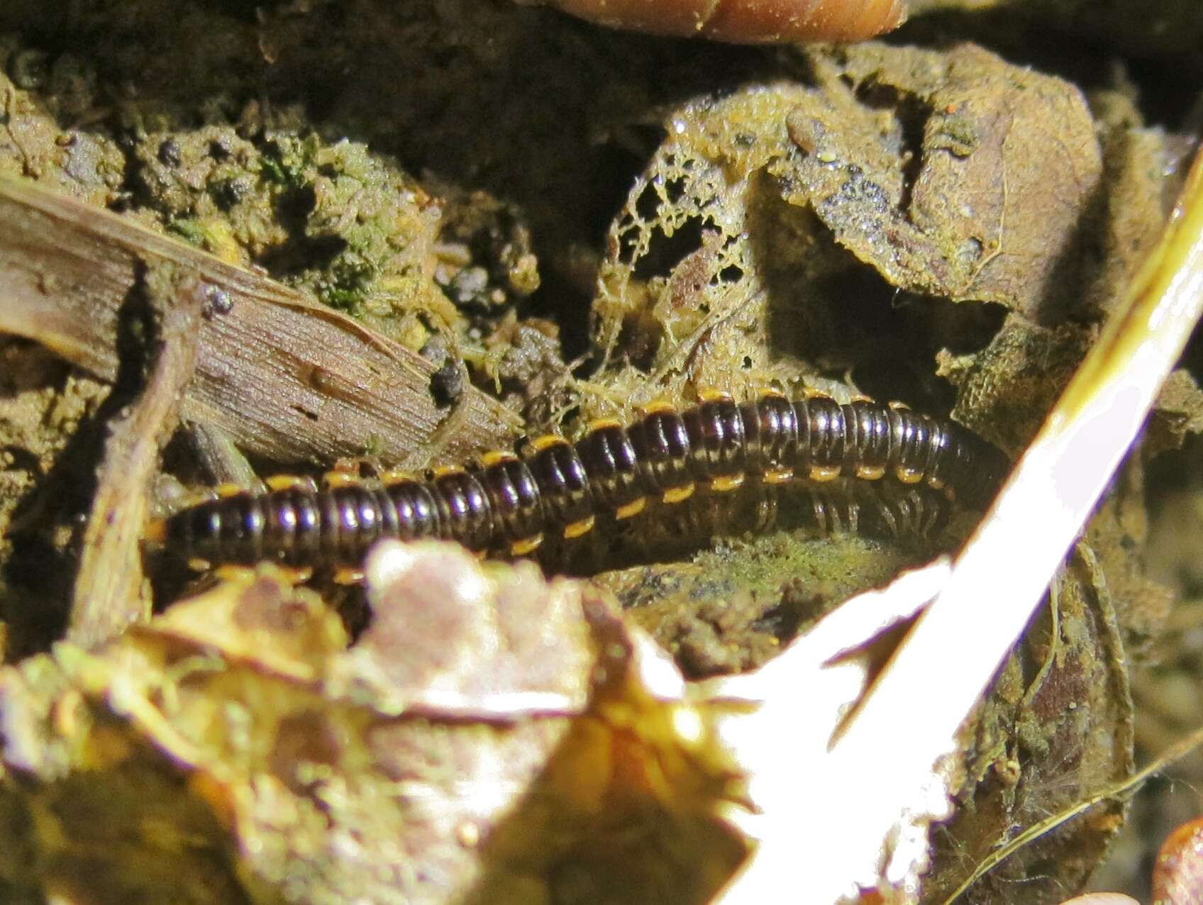 Image of Millipede