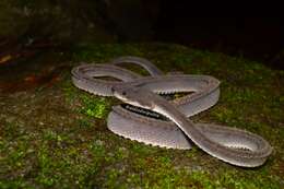 Image of Rough-backed Litter Snake