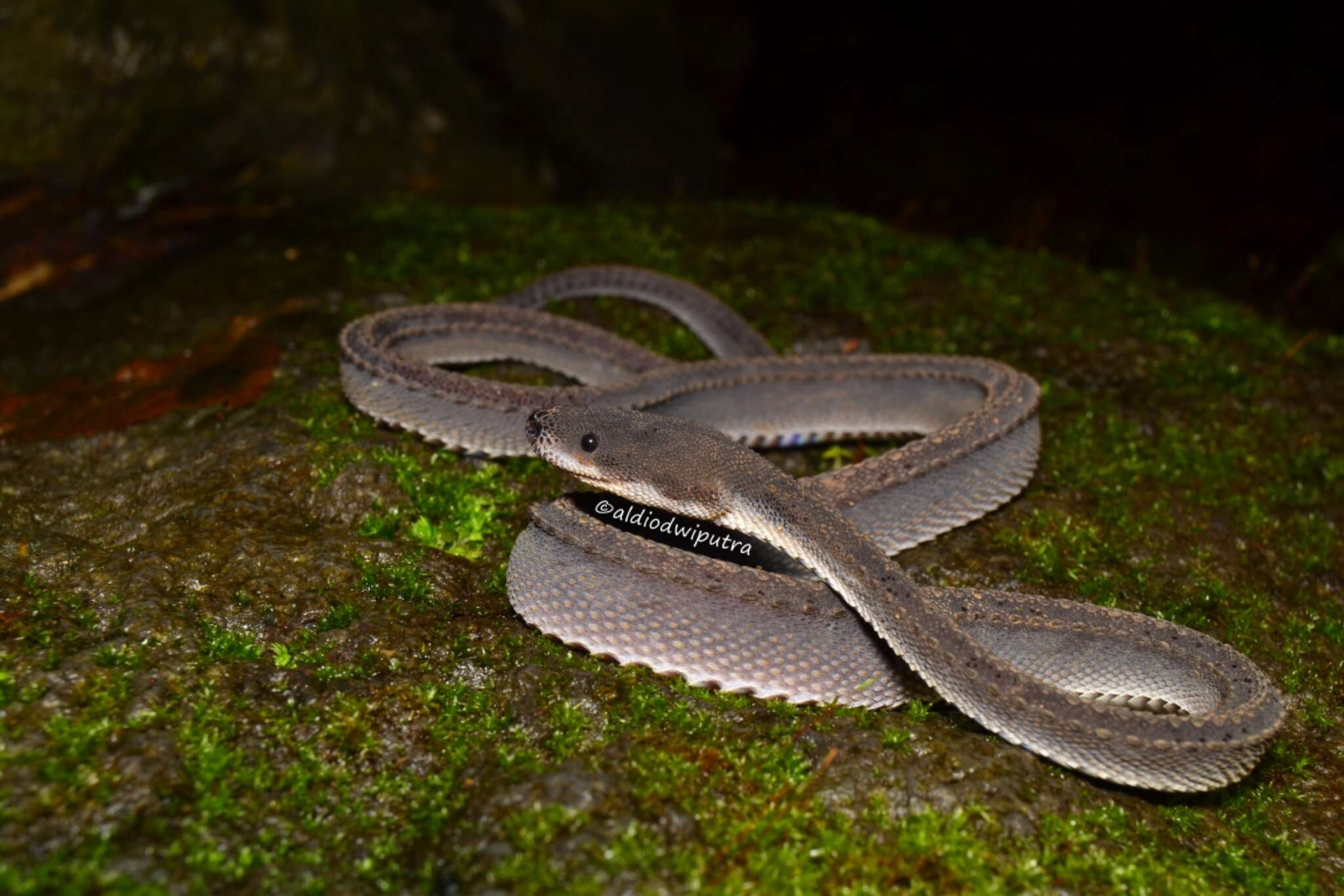 Image de Xenodermus javanicus Reinhardt 1836