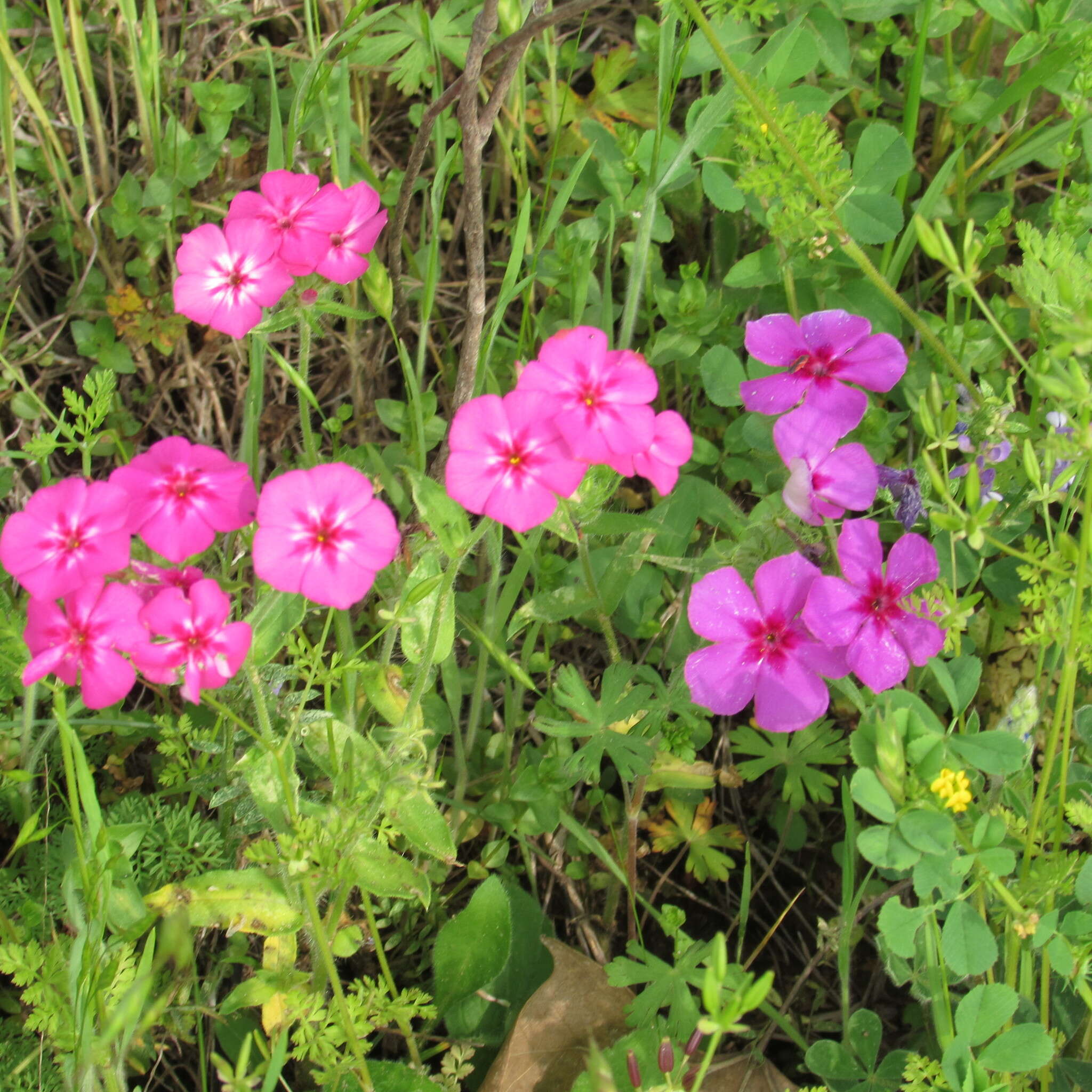 Image of annual phlox