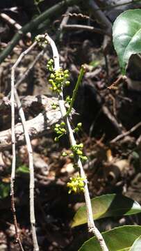 Image of Salacia madagascariensis (Lam.) DC.