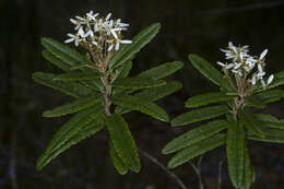 Image of Olearia oppositifolia (F. Müll.) N. S. Lander