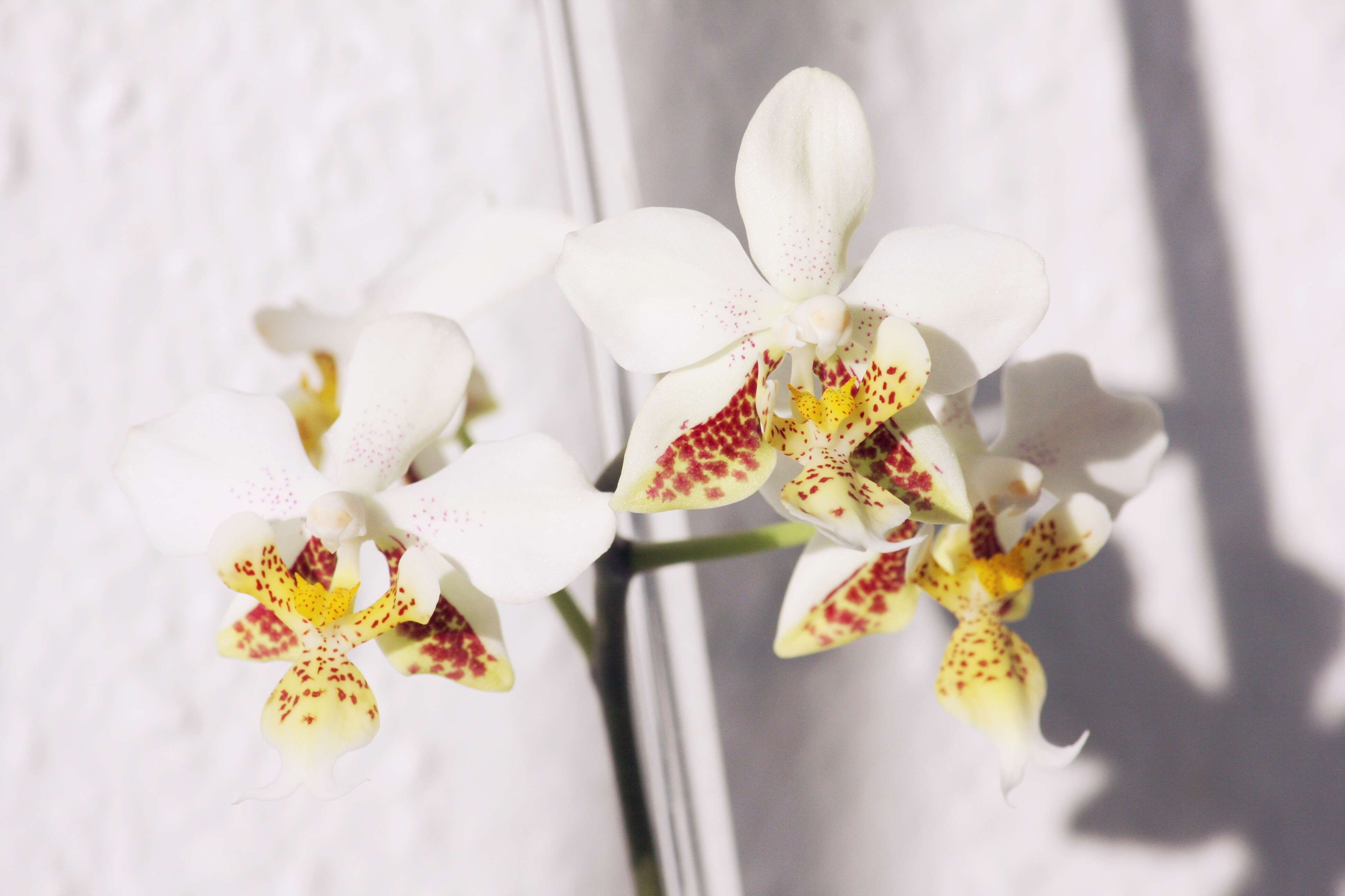 Image of Orchid