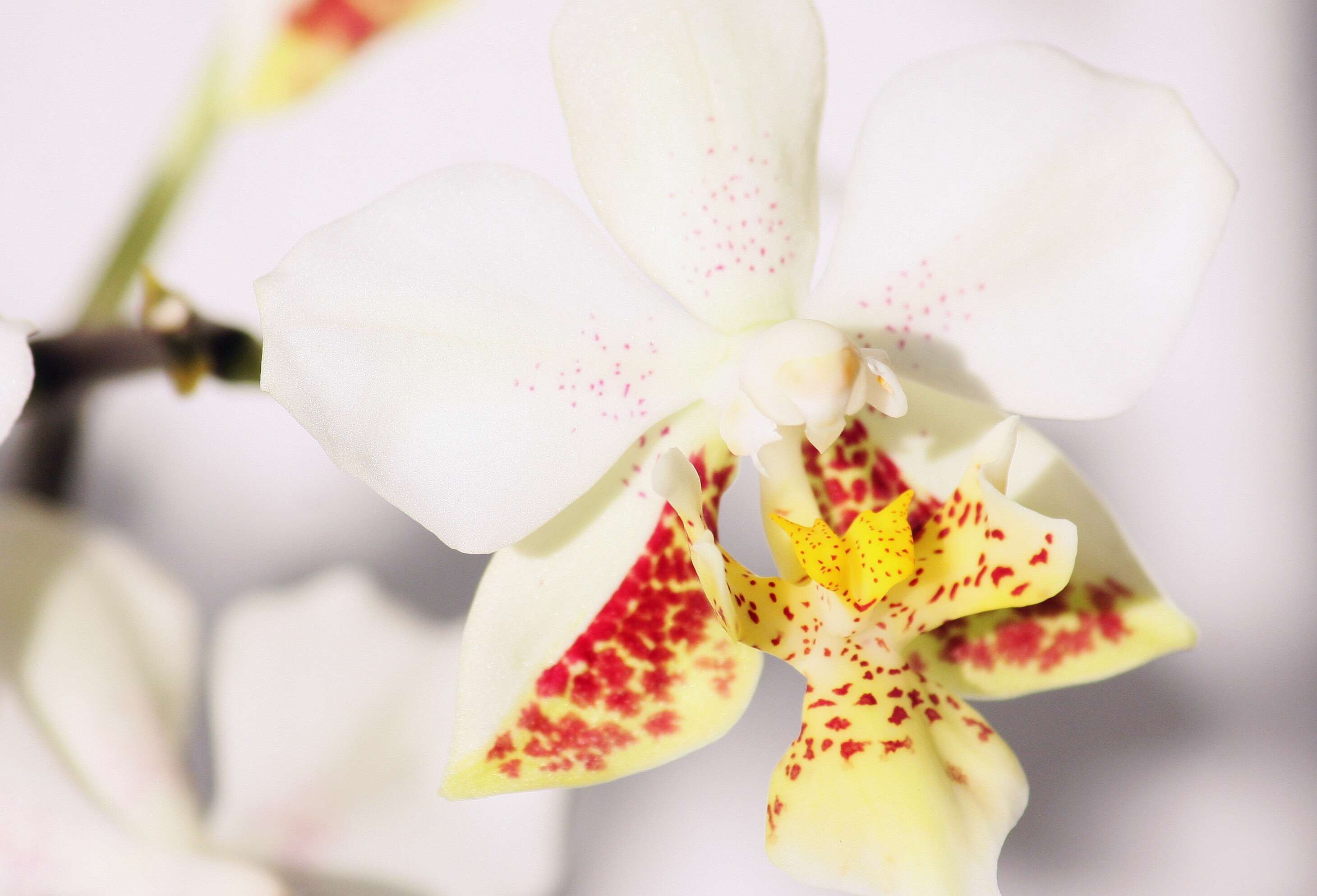 Image of Orchid