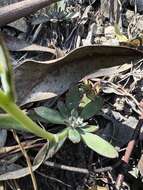 Image of Echeveria bicolor (Kunth) Walther