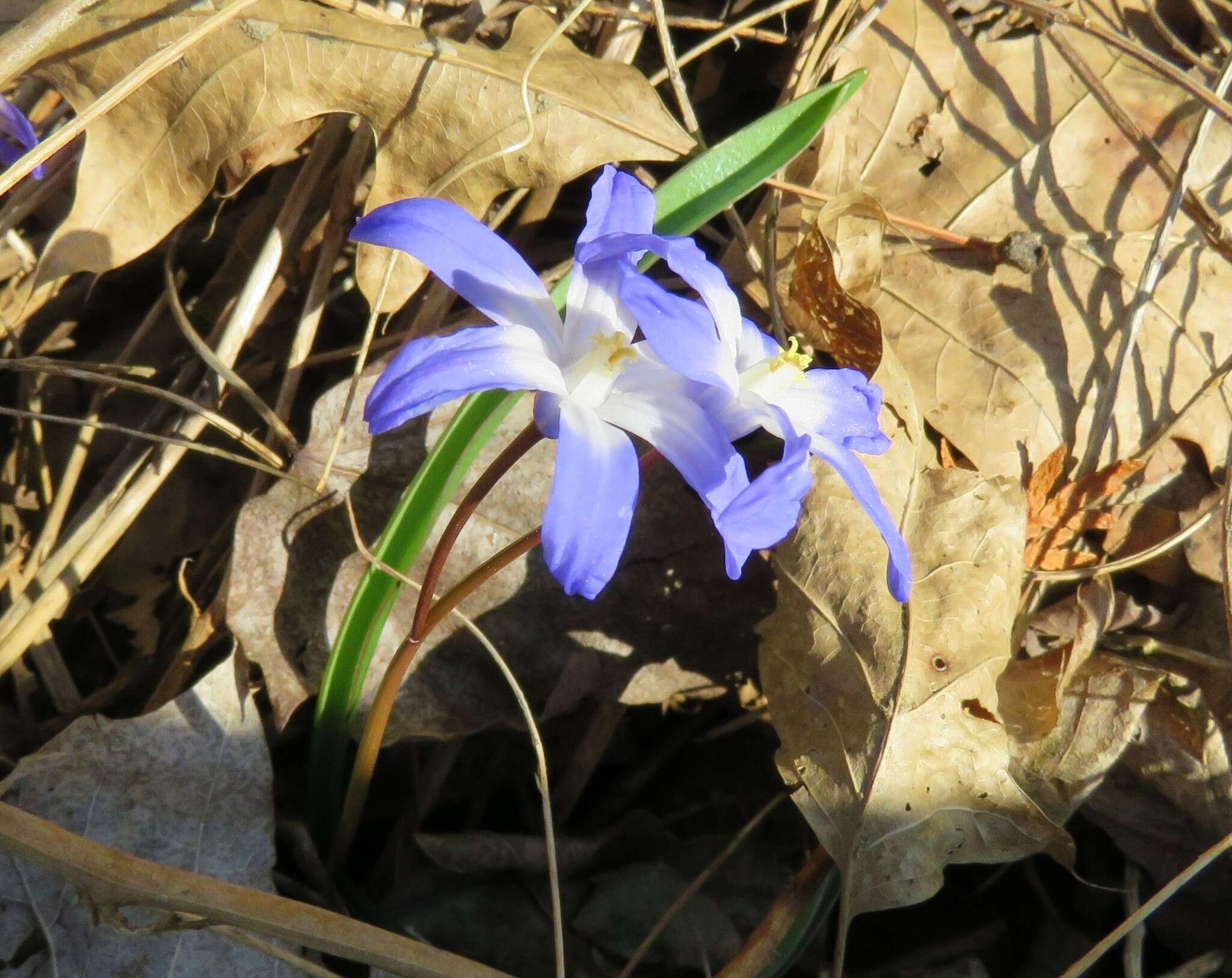 Image of glory-of-the-snow