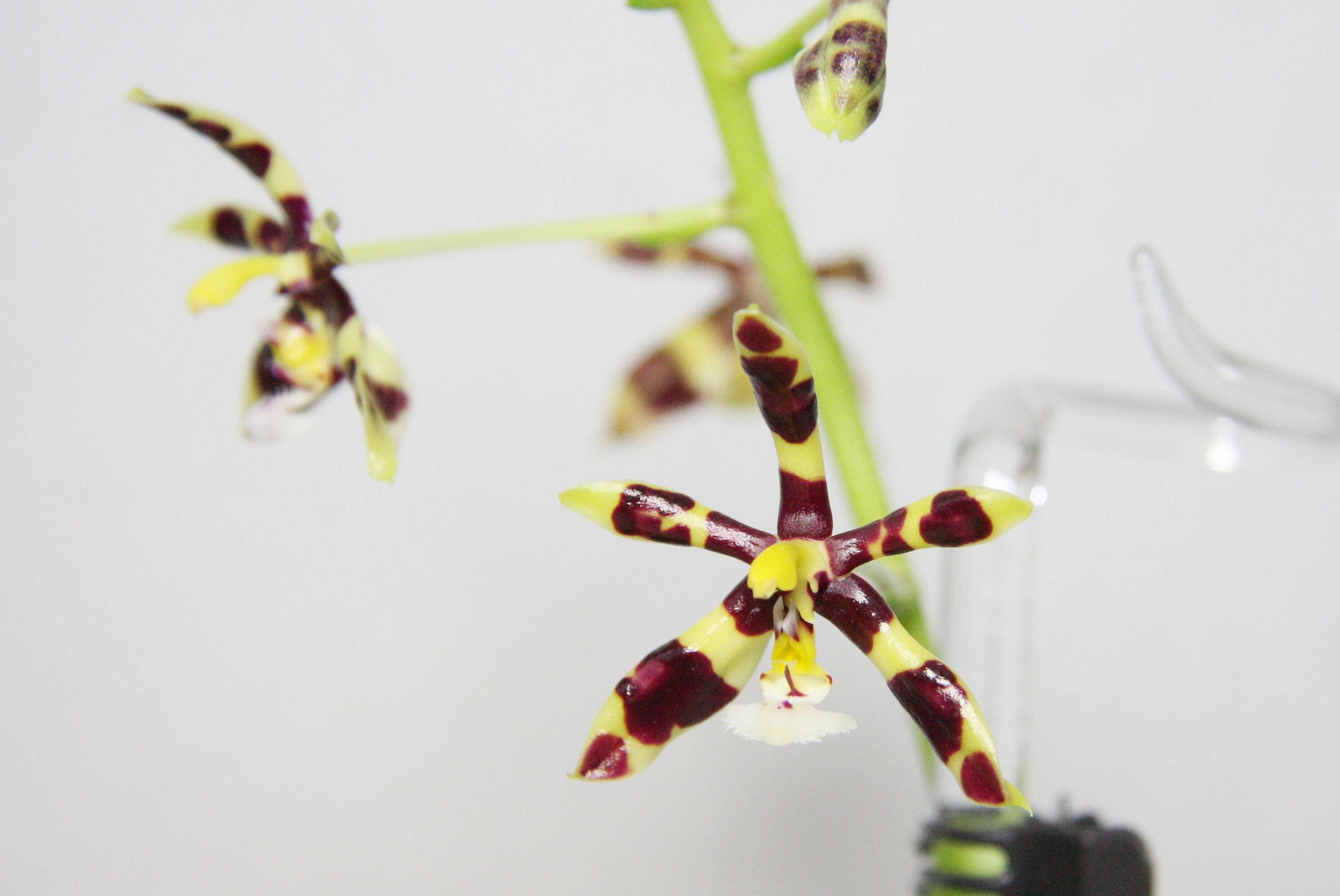 Image of Phalaenopsis mannii Rchb. fil.