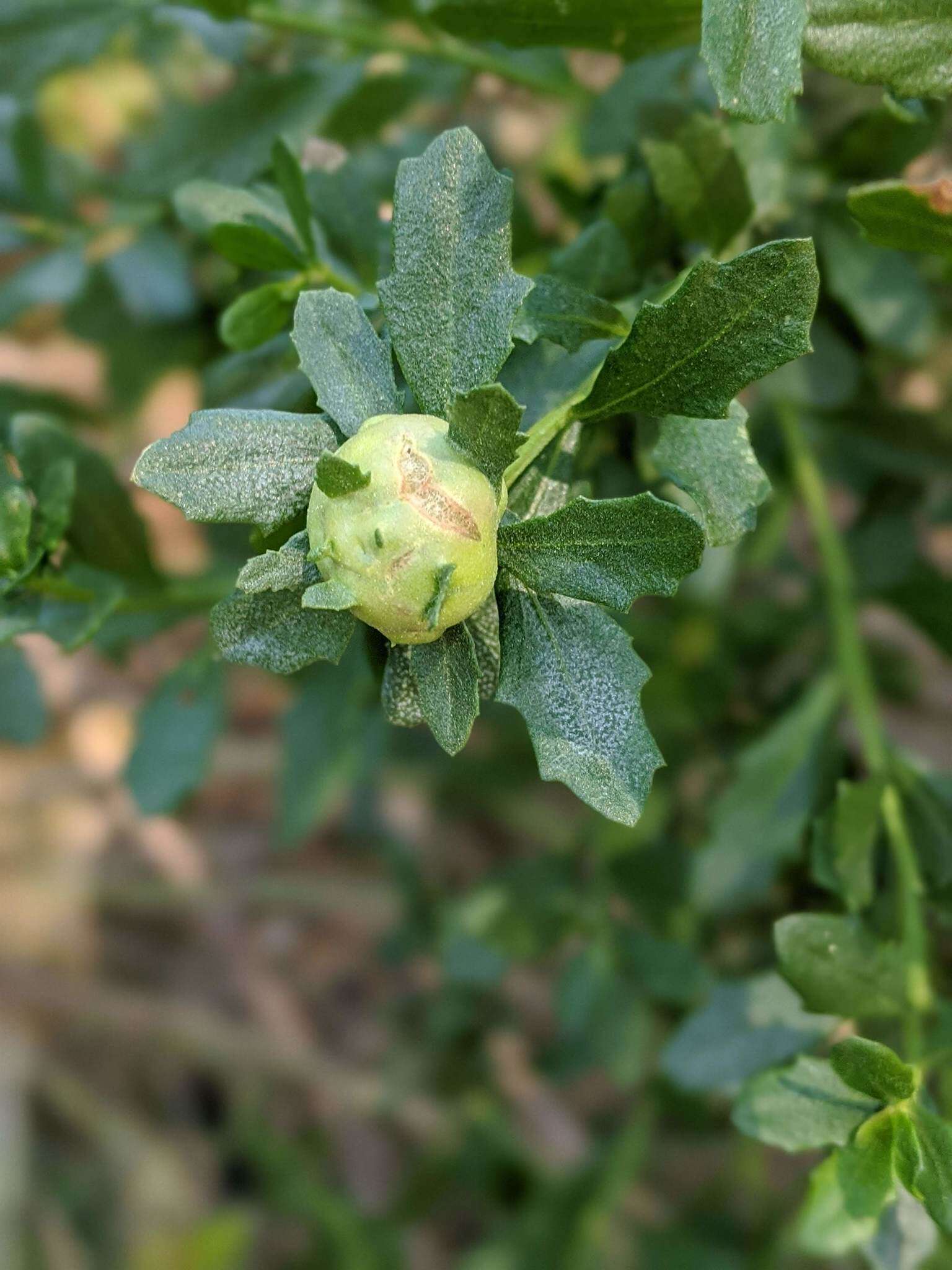 Image of Baccharis pilularis subsp. consanguinea (DC.) C. B. Wolf