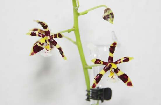 Image of Phalaenopsis mannii Rchb. fil.