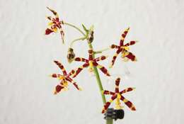 Image of Phalaenopsis mannii Rchb. fil.