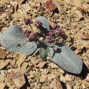 Image of <i>Ranunculus cabrerensis</i>