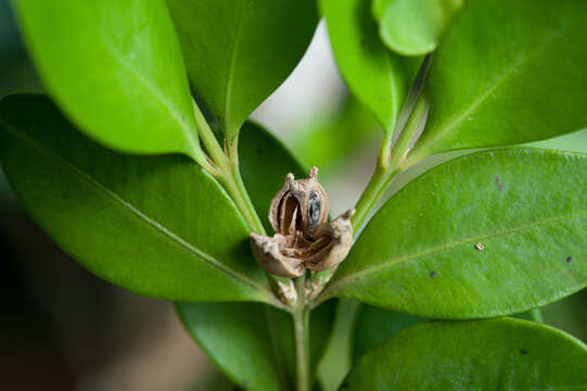 Image of Buxus liukiuensis (Makino) Makino