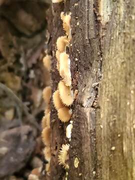 Image of Crepidotus malachioides Consiglio, Prydiuk & Setti 2008