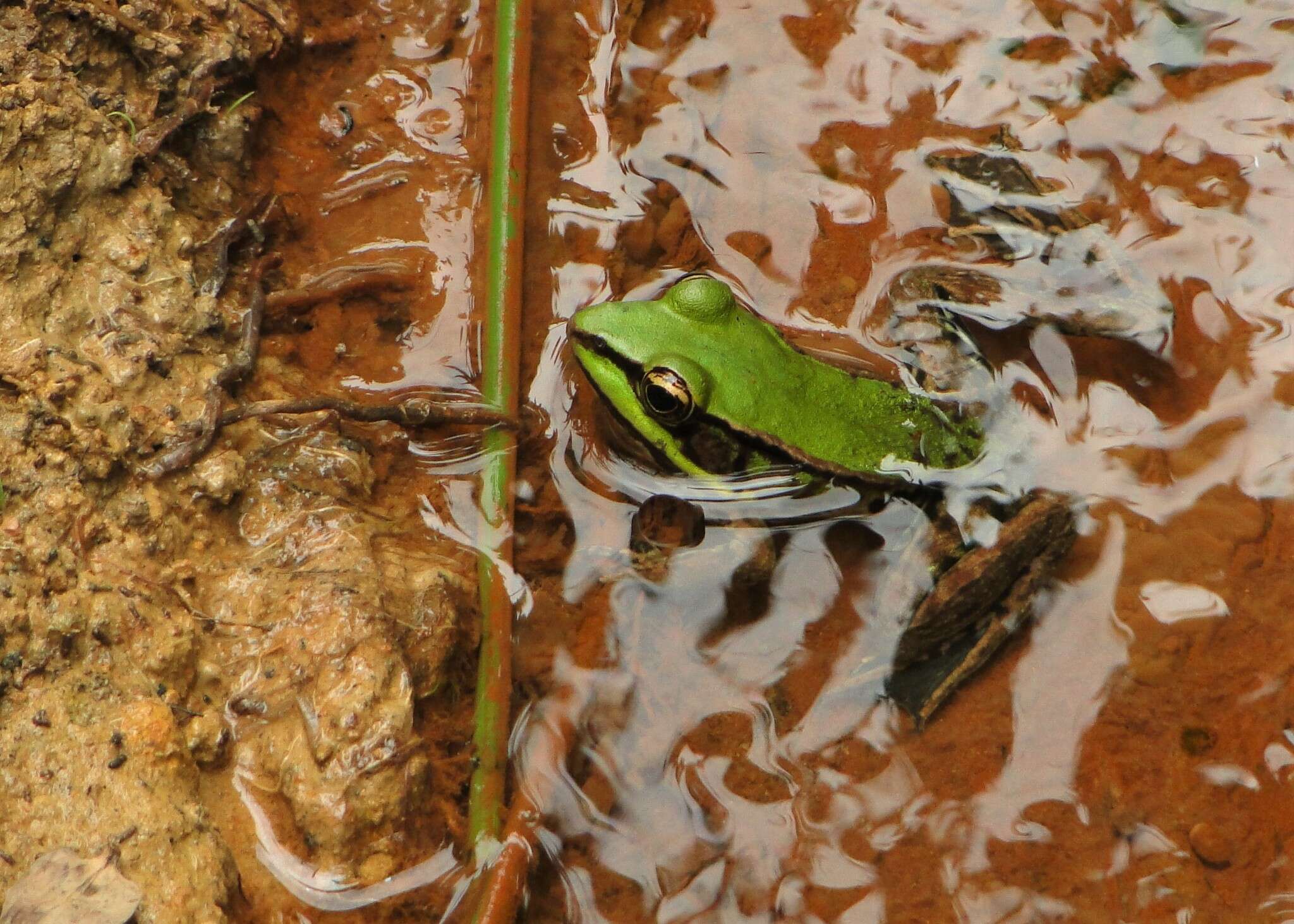 Image of Lithobates palmipes (Spix 1824)