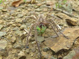 Image of Zoropsis rufipes (Lucas 1838)