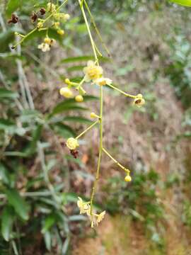 Image of Hypserpa laurina (F. Müll.) Diels