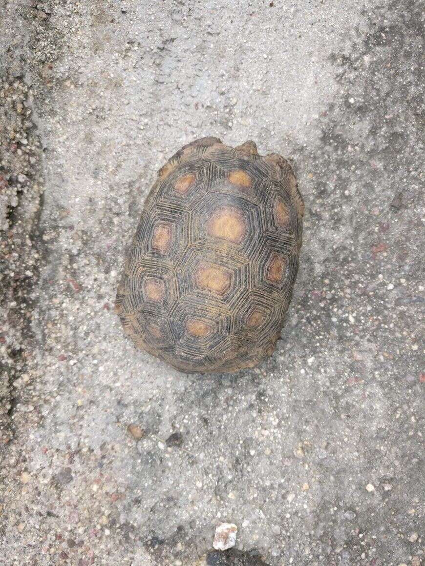 Image of Sonoran desert tortoise