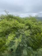 Image of Grey-haired acacia