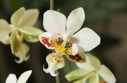 Image of Orchid